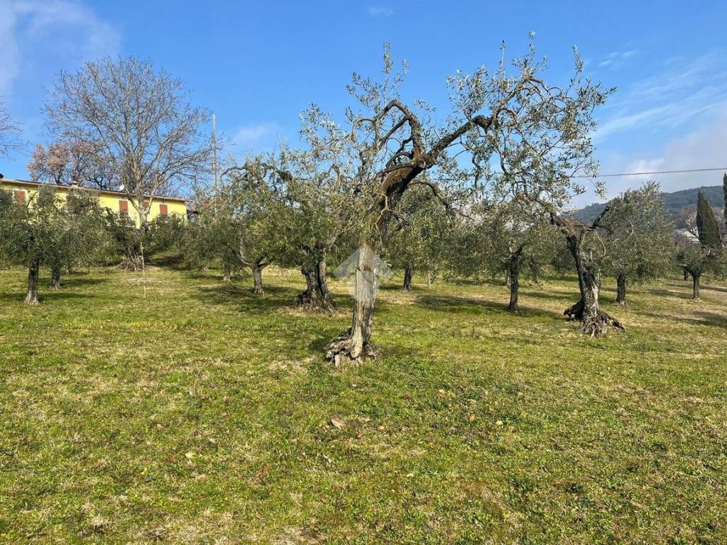 Terreno a Amelia in Strada di palazzone - Foto 4