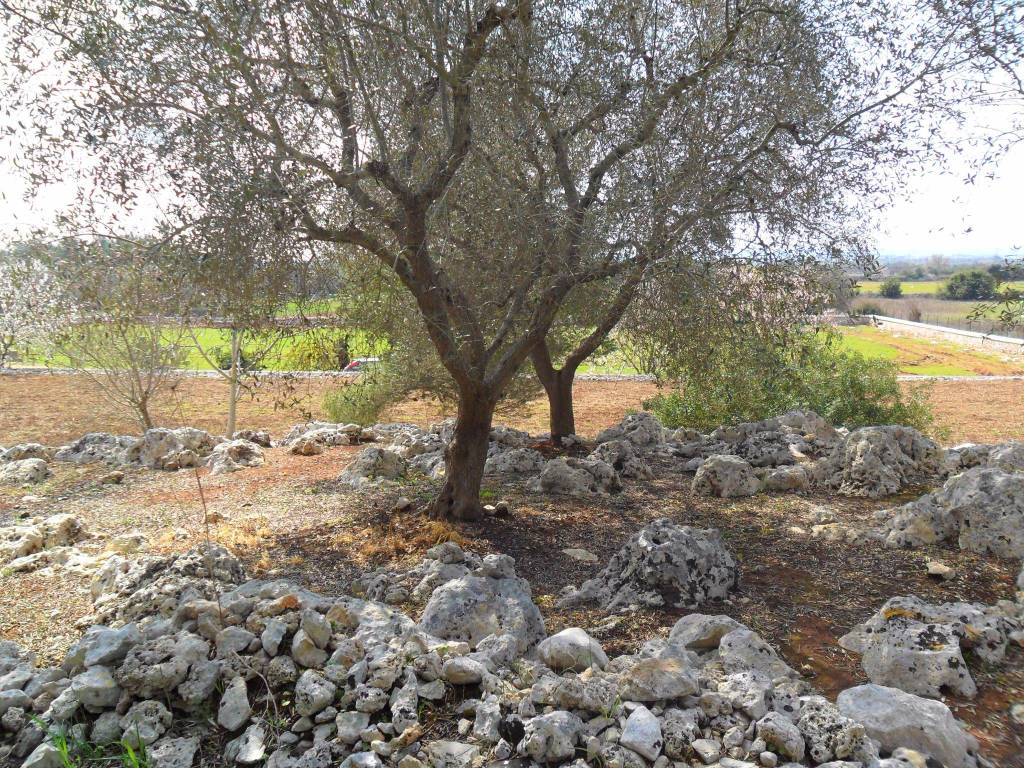 Terreno a Tricase - Foto 2