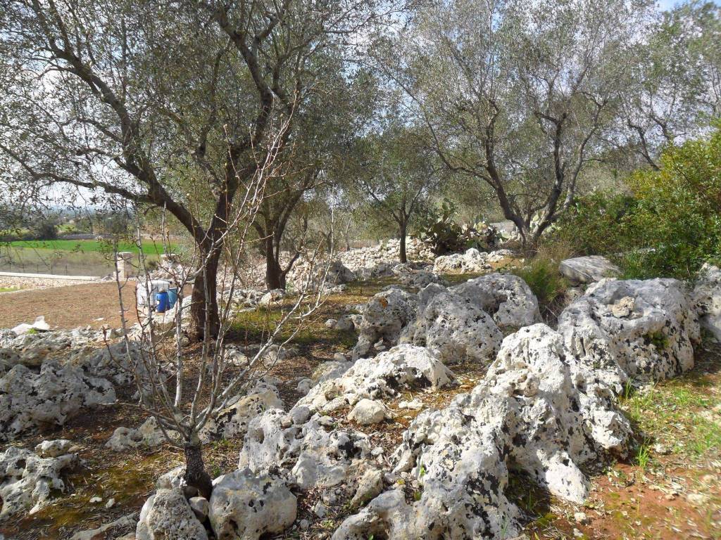 Terreno a Tricase - Foto 3