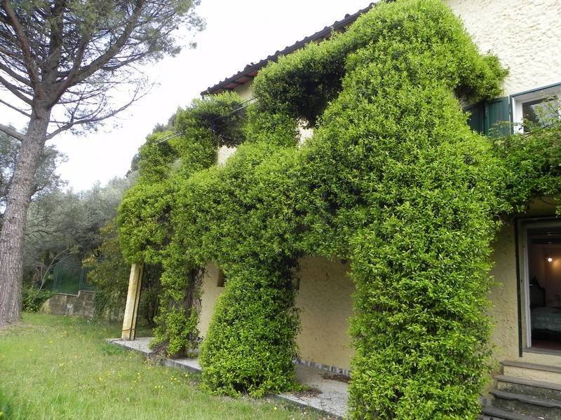 Rustico / casale a Massarosa - Foto 4