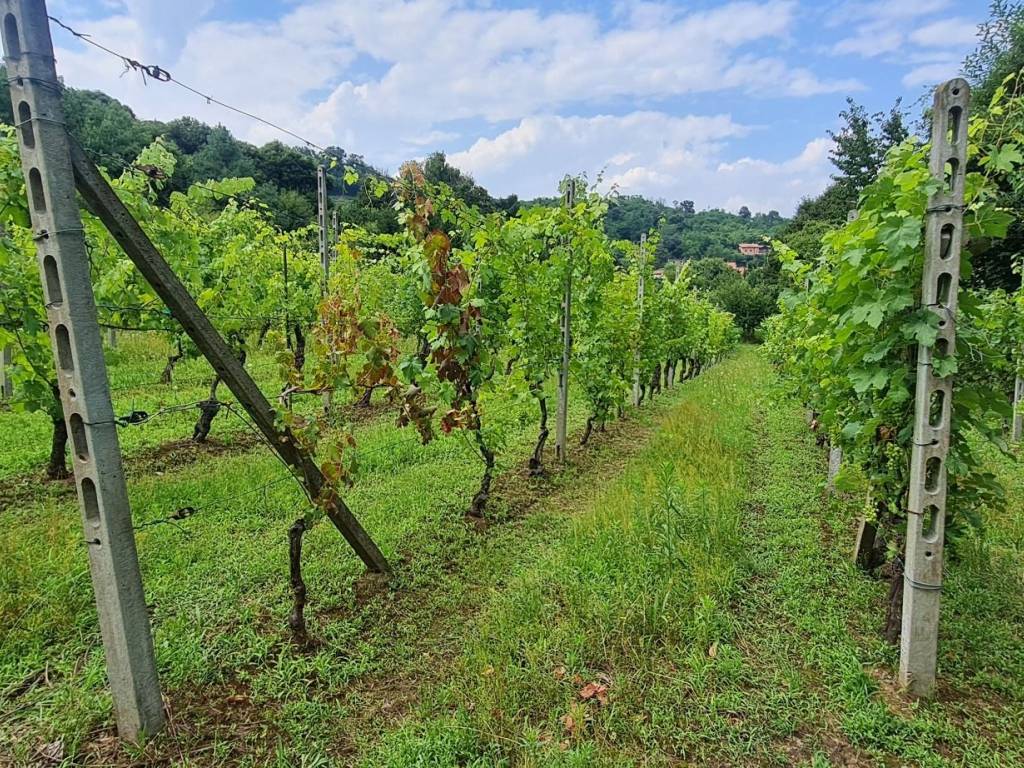 Terreno a Salussola in Via Dorzano, 46 - Foto 2