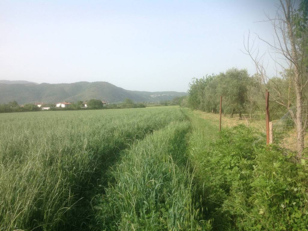 Terreno a Venafro - Foto 5