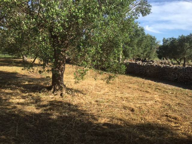Terreno a Tricase in Zona industriale - Foto 3