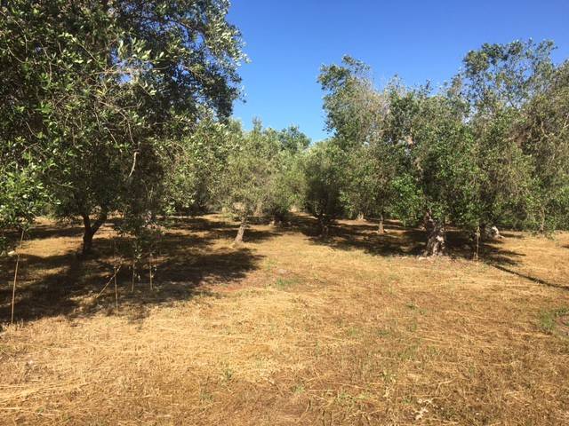 Terreno a Tricase in Zona industriale - Foto 4