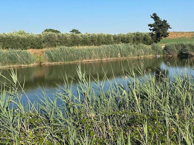 Terreno a Orbetello - Foto 5