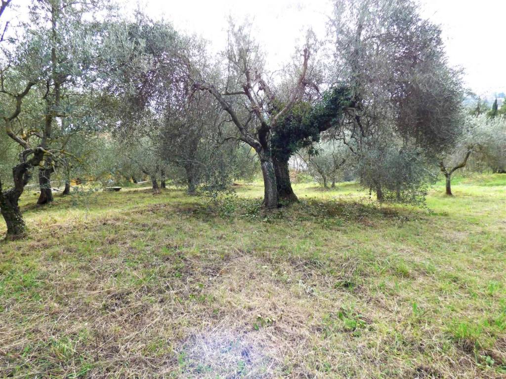 Terreno a Montepulciano - Foto 4