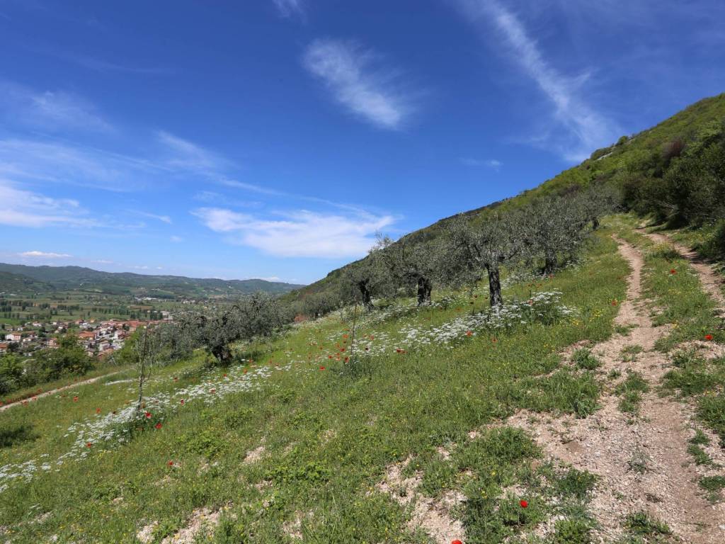 Terreno a Gubbio in Località Casamorcia - Foto 4