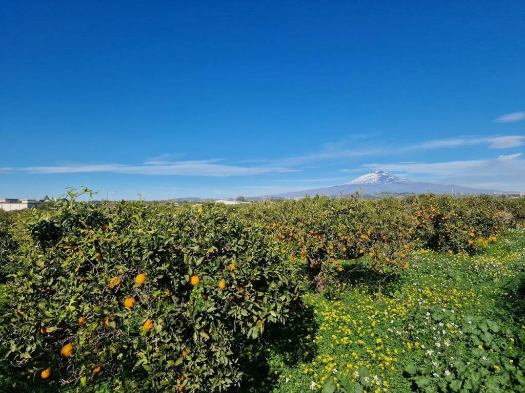 Terreno a Catania in Contrada Junghetto - Foto 1