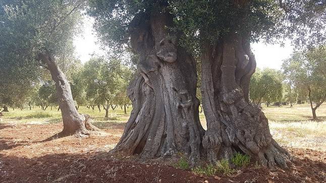 Terreno a Carovigno - Foto 2