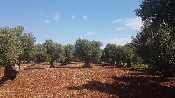 Terreno a Carovigno - Foto 3