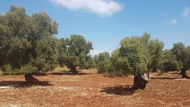 Terreno a Carovigno - Foto 4