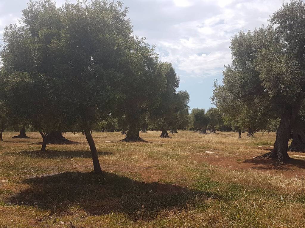 Terreno a Carovigno - Foto 5