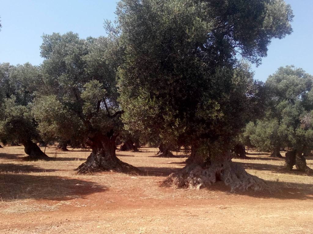 Terreno a Carovigno - Foto 2