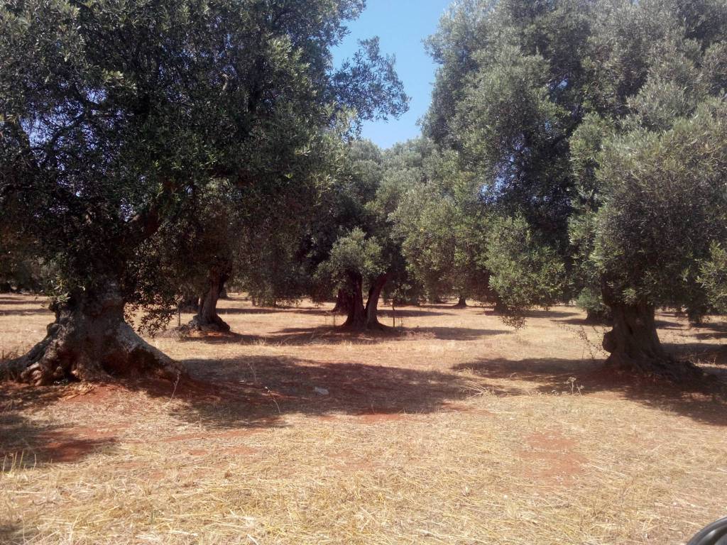 Terreno a Carovigno - Foto 3