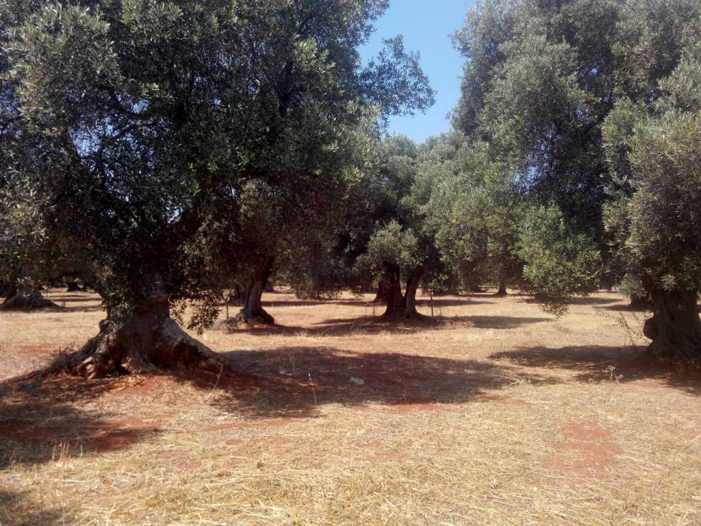 Terreno a Carovigno - Foto 4