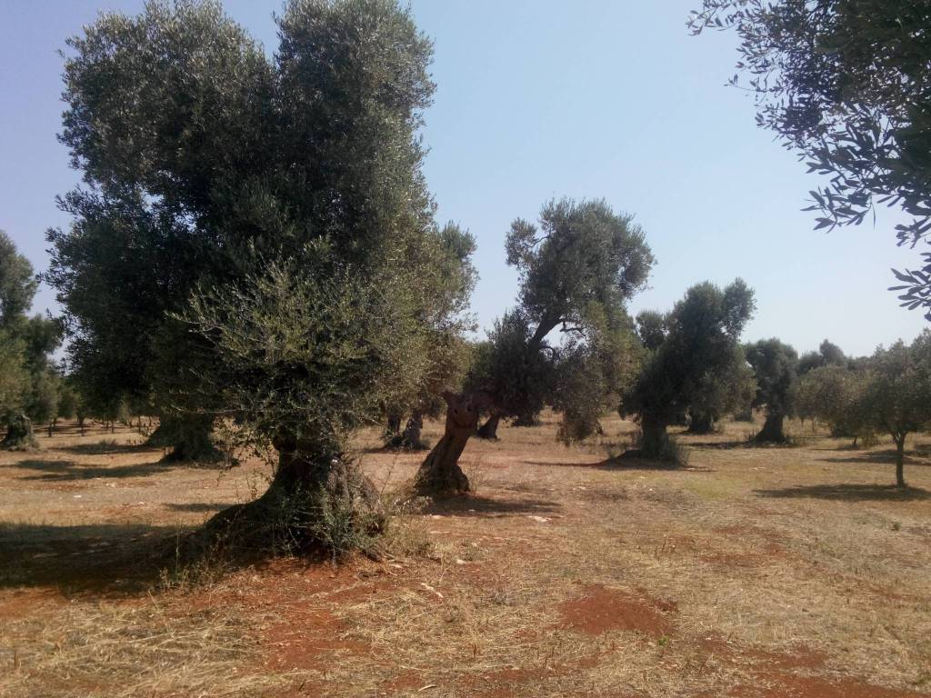 Terreno a Carovigno - Foto 5