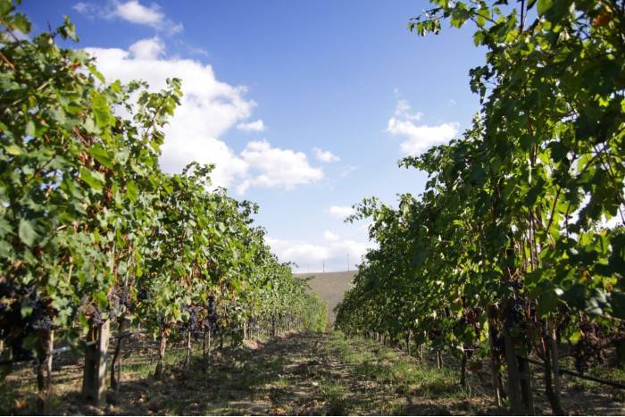 Rustico / casale a Santa luce in Strada Provinciale Colline per Santa Luce - Foto 3
