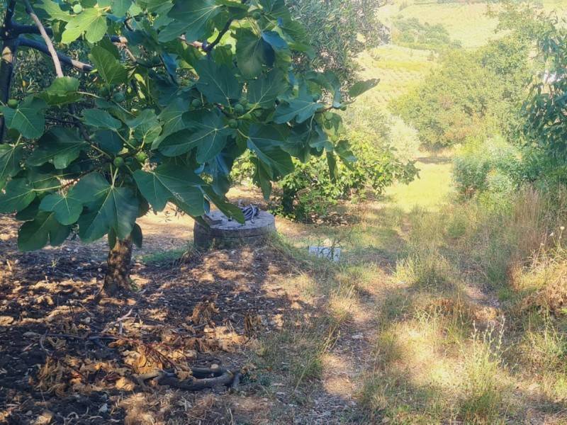 Terreno a Montecorvino pugliano in Via San Matteo - Foto 2