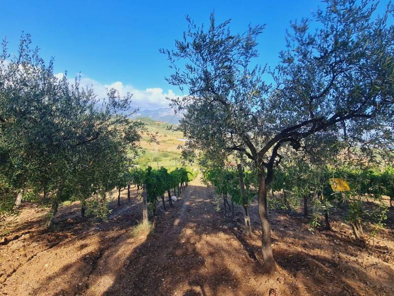 Terreno a Montecorvino pugliano in Via San Matteo - Foto 3